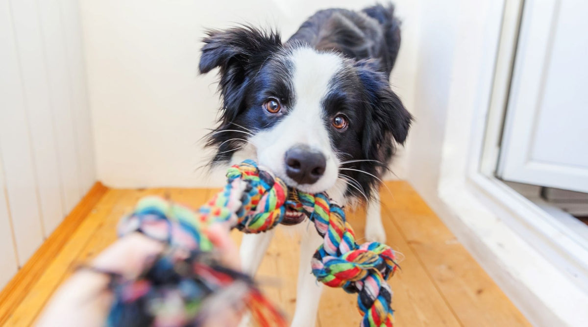 Hund legt Spielzeug schnell ab – liegt es am Maul?