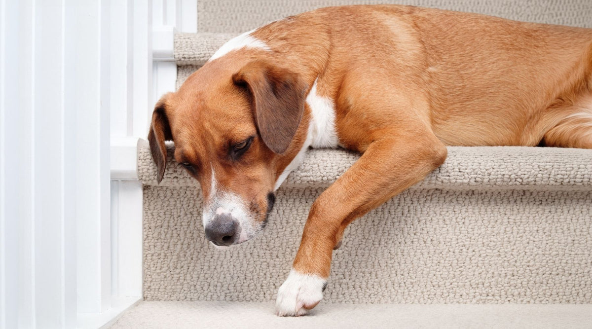 Hund läuft nach Spaziergang Treppe langsamer hoch