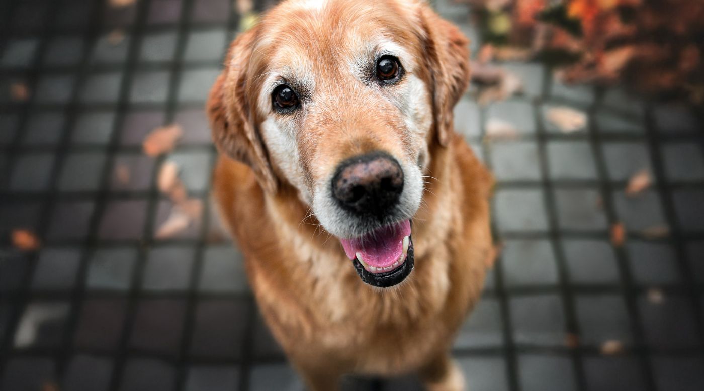 Zahngesundheit Hund Senior: Sanfte Pflege ab 7 Jahren