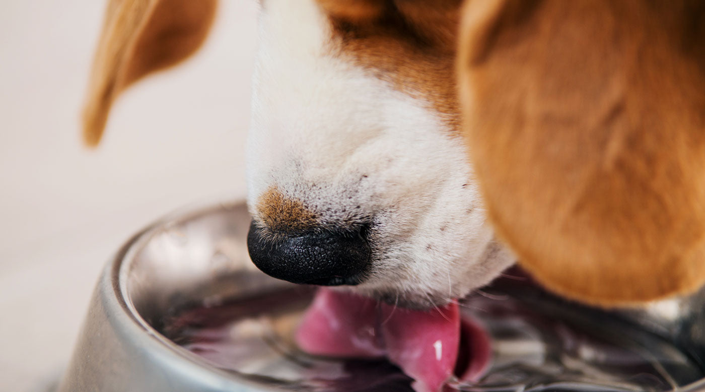 Trockener Sommer, trockenes Maul? Warum dein Hund jetzt mehr trinken muss