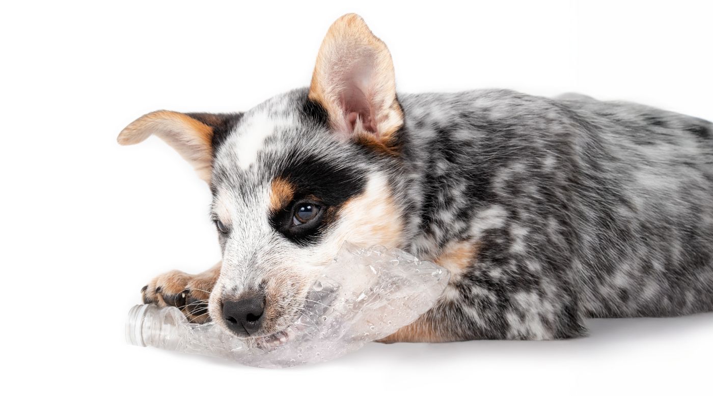 • Welpe mit zerbissenem Plastikspielzeug