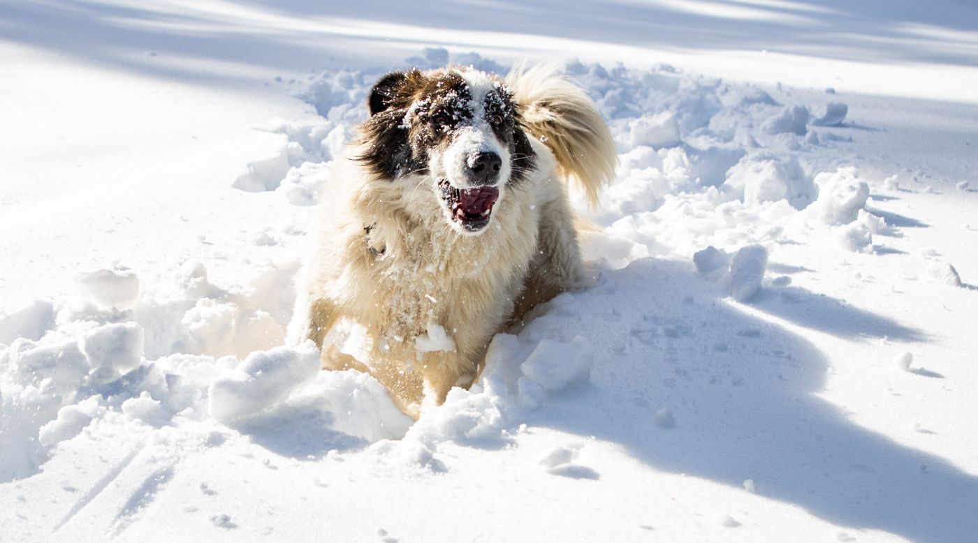 Hund läuft bei Winterwanderung durch verschneite Landschaft