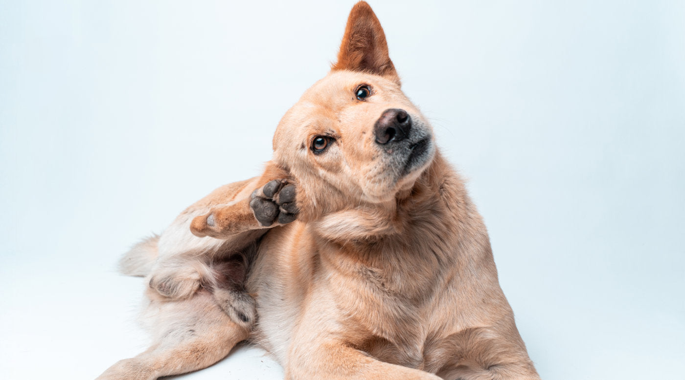 Zecken beim Hund: So schützt du deinen Hund effektiv vor Zecken