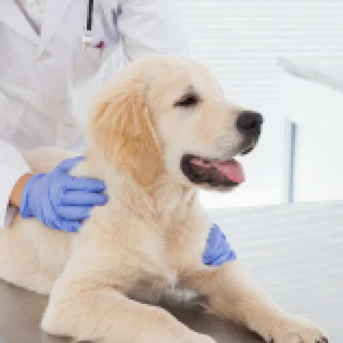 Hund ist krank: Sofort zum Tierarzt oder abwarten?