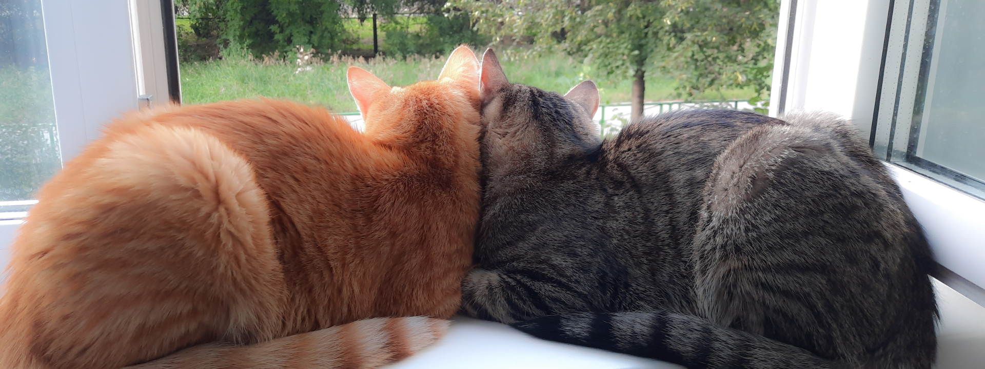 Rolligkeit bei Katzen im Frhling: Anzeichen, Tipps & Kastration Rolligkeit bei Katzen im Frhling: Anzeichen, Tipps & Kastration