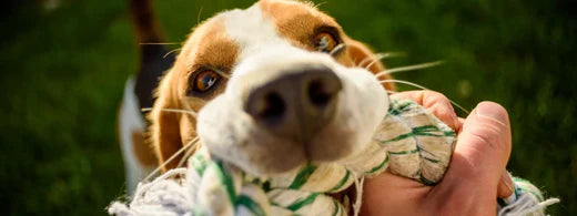 Zerrspielzeug fr Hunde Pros und Contras Zerrspielzeug fr Hunde Pros und Contras