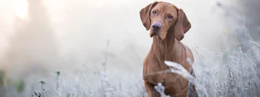 Vierbeiner im Winter: Pfoten schützen