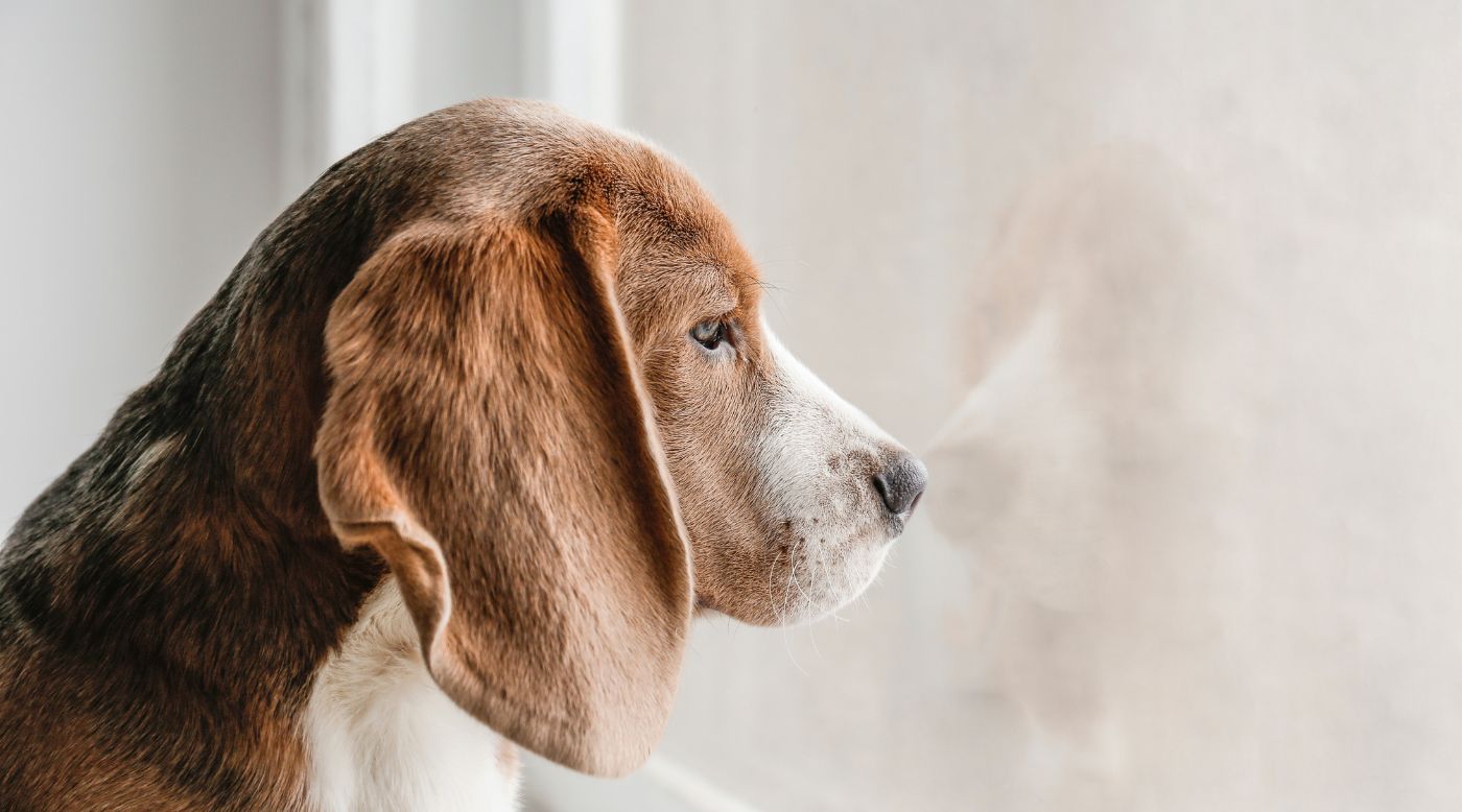 •	Trauriger Hund schaut aus dem Fenster bei grauem Winterwetter