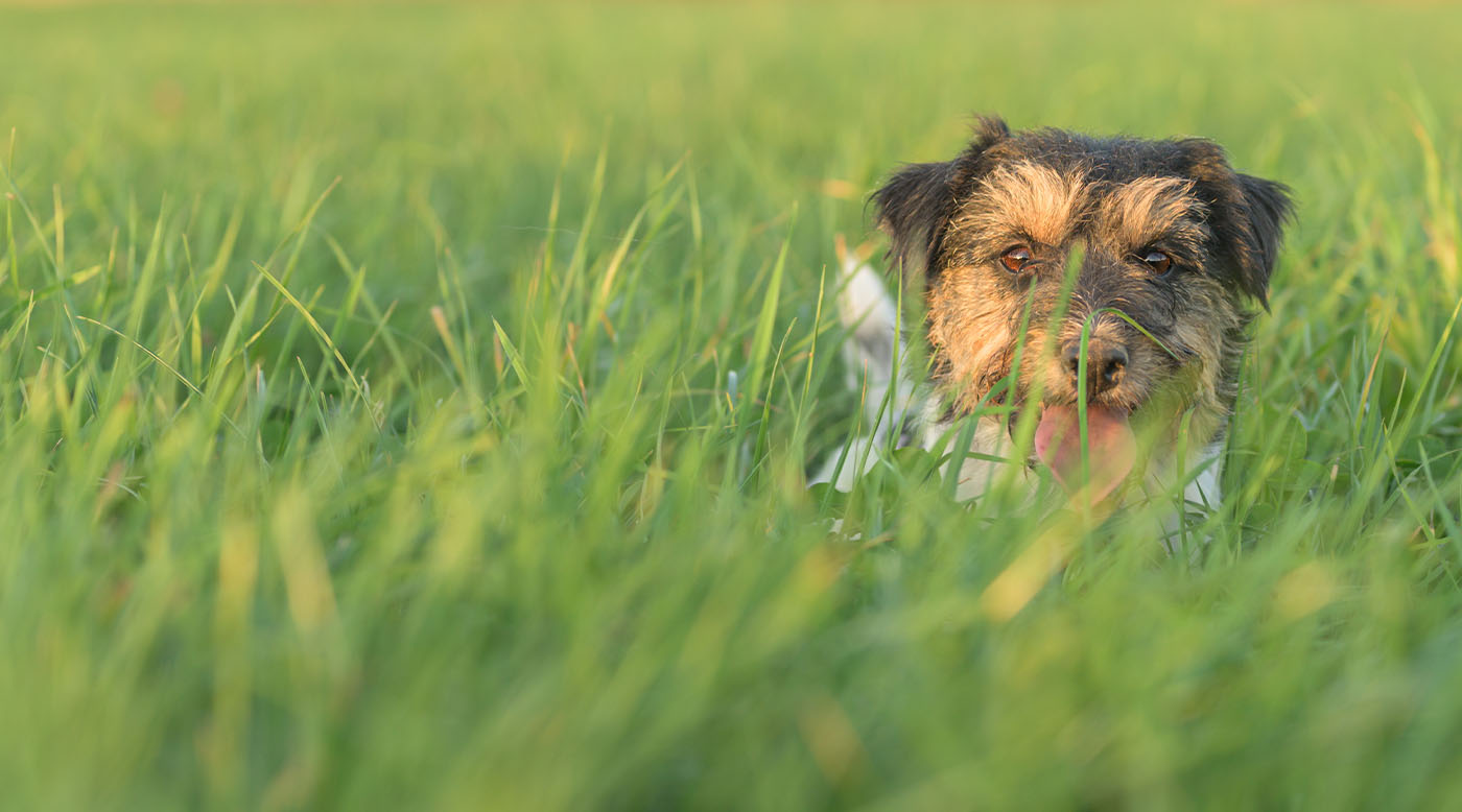 Hund im hohen Gras im Frühling, Zeckenzeit beginnt 