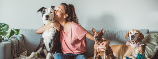 Gesundheitscheck zu Hause: Worauf Hundebesitzer achten sollten