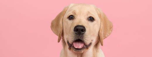 Labrador Retriever: Pflege und Zahngesundheit