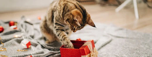 Ultimative Geschenkideen für Hunde und Katzen