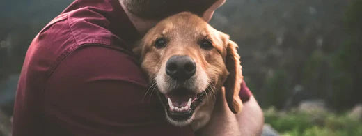 Was tun, wenn Dein Hund entzündetes Zahnfleisch hat?