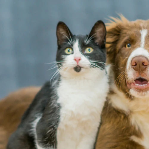 Hund und Katze vergesellschaften: So gelingt das Zusammenleben