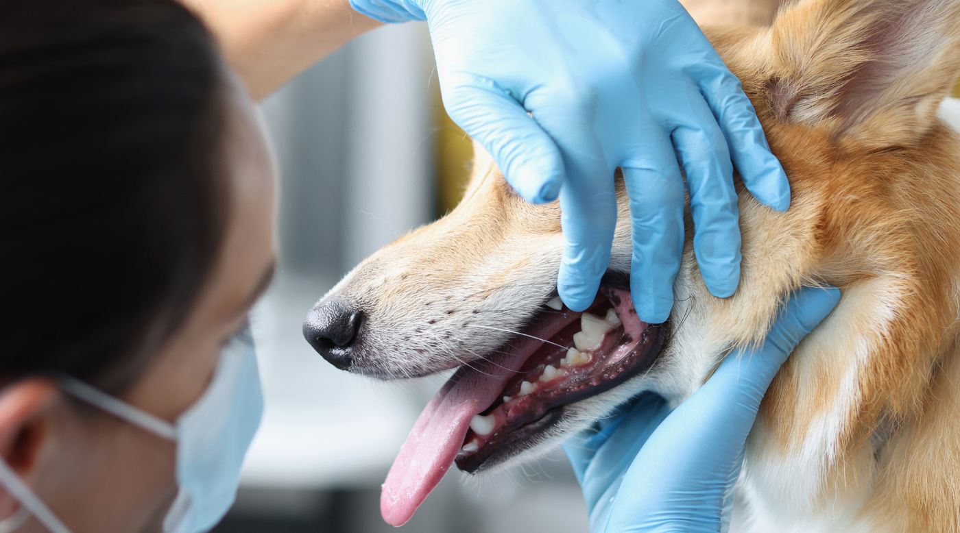 Mehr Spaziergänge, mehr Leckerlis: Zahnpflege beim Hund im Frühling im Blick behalten