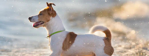 Zähneputzen beim Hund