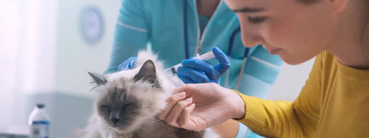 Allgemeine Gesundheitsüberwachung bei Katzen