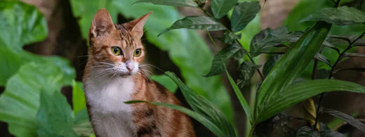 Giftige Pflanzen für die Katze