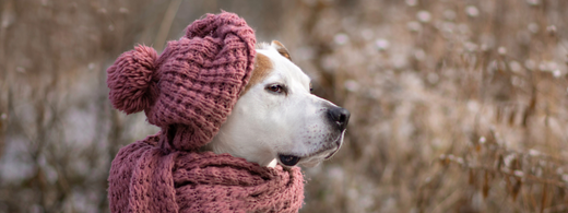 Winterpflege für deinen Hund – Haut- und Fellpflege optimal gestalten