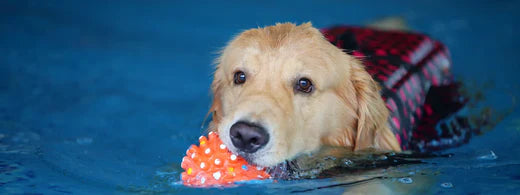 Schwimmtraining für Hunde