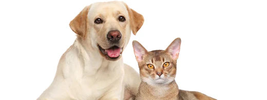 Hecheln bei Hund und Katze