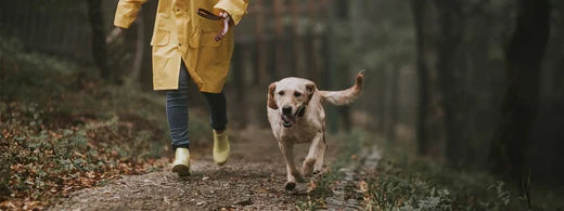 GPS Tracker für Hund und Katze: Mehr als nur ein Trend