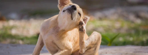 Parasitenbefall bei Hunden: Vorbeugung ist besser als Heilung