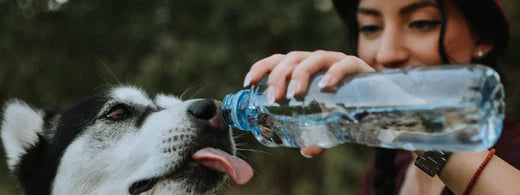 Wasser in der Hundeernährung, steht für ein gesundes Hundeleben