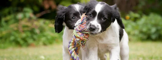 Abszess und Analdrüsenentzündung beim Hund