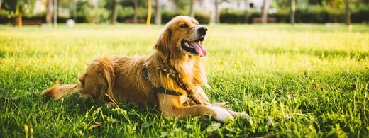 Schlechte Zahnhygiene beim Hund und die Folgen