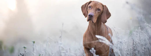 Vierbeiner im Winter: Pfoten schützen