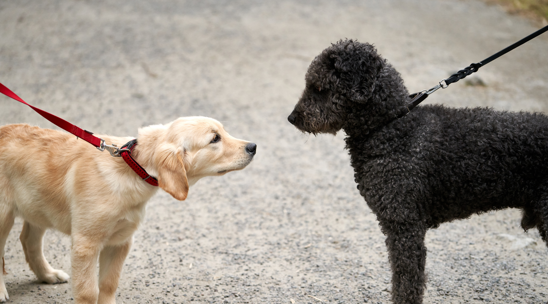 Hundebegegnungen meistern – Wie dein Hund entspannt an der Leine bleibt