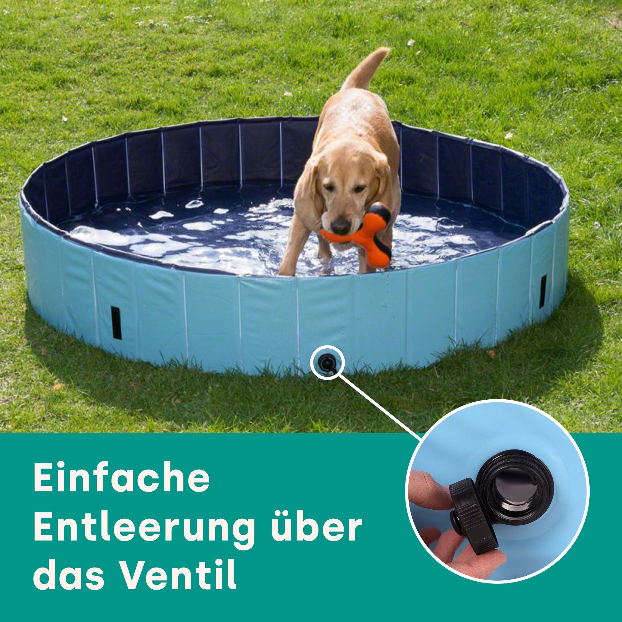 Piscina para perros