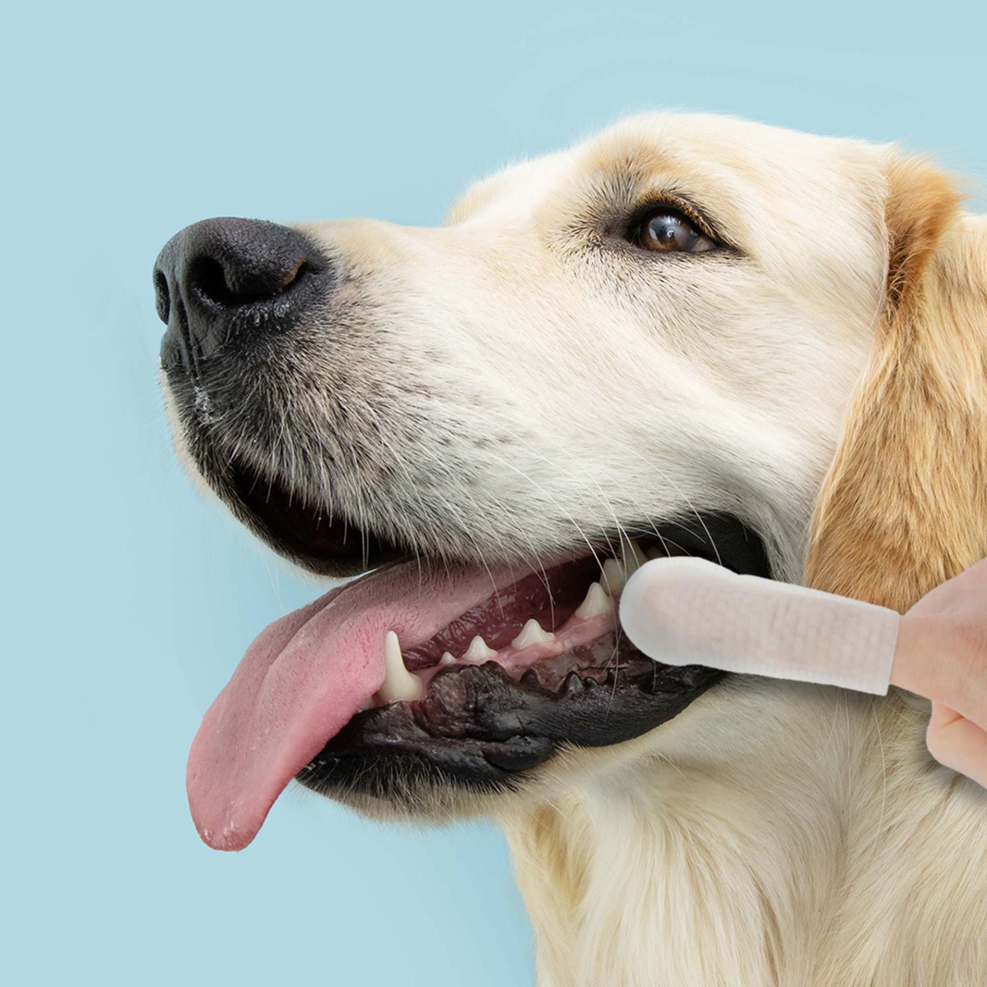 Dedales para limpieza de dientes de mascotas de los años 50